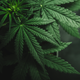 Illustration for article titled Pennsylvania Governor Wants to Legalize Marijuana to Help With COVID-19 Recovery Effort